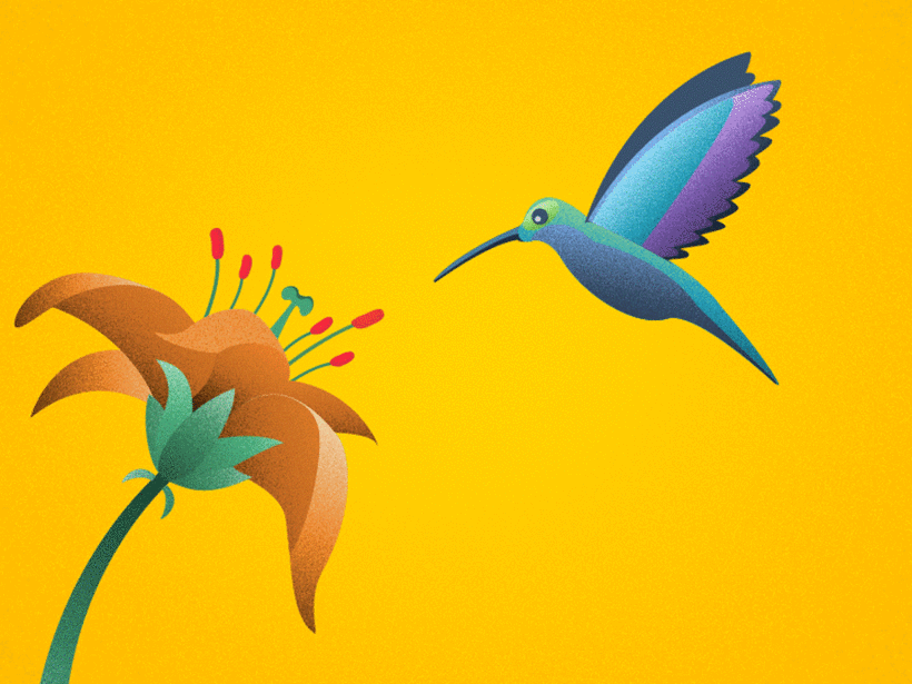colibrí