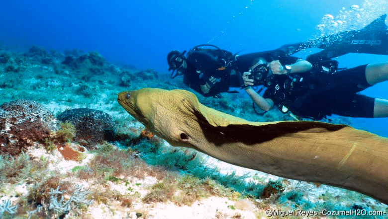 buceo