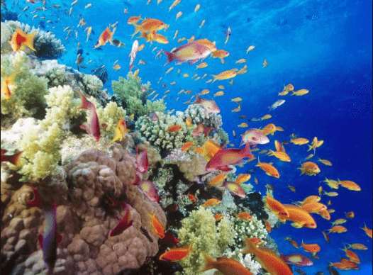Frente a Isla Contoy se extiende el Gran Arrecife Maya, el más grande del Atlántico y el 2º del mundo.